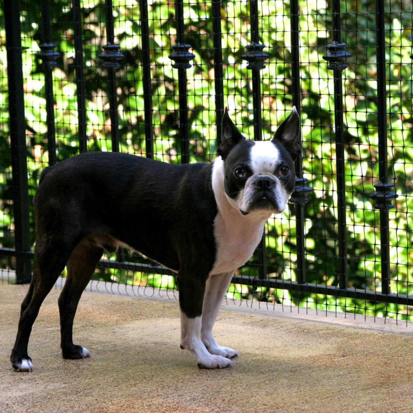 Cardinal Gates Deck Shield Outdoor Pet Safety Netting, Black