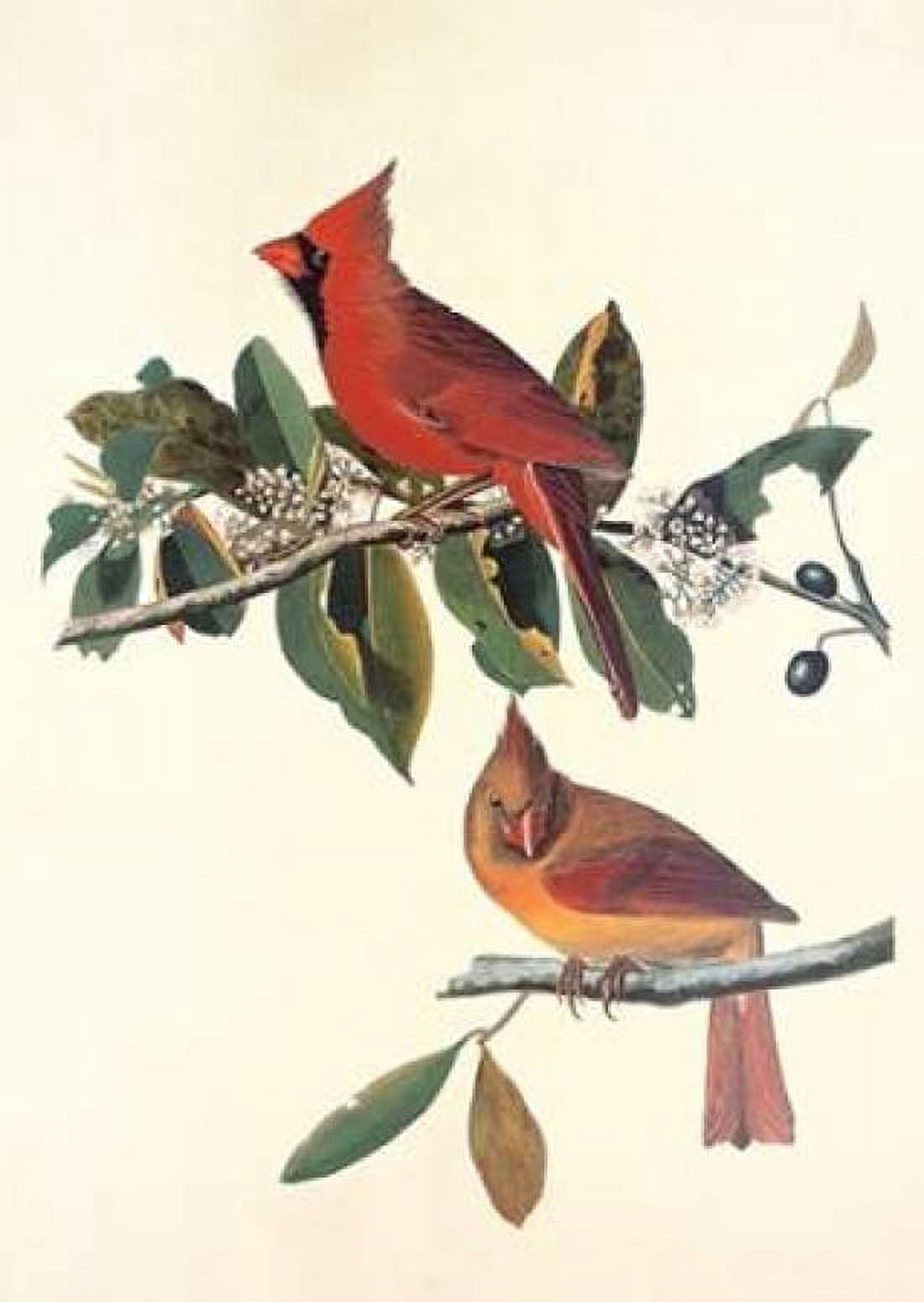 Cardinal Grosbeak Canvas Art - John James Audubon (20 x 28)