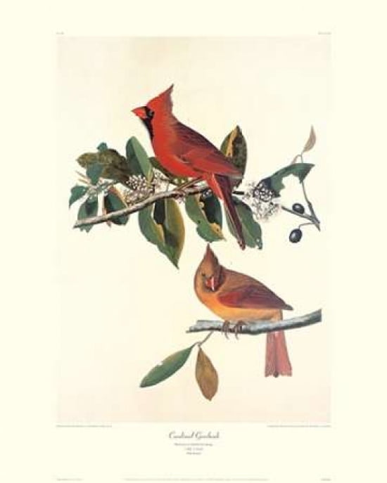 Cardinal Grosbeak (decorative border) Canvas Art - John James Audubon (24 x 30)