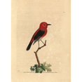 thumbnail image 1 of Cardinal Myzomela, Myzomela Cardinalis Poster Print By ® Florilegius Mary Evans (24 X 36), 1 of 3