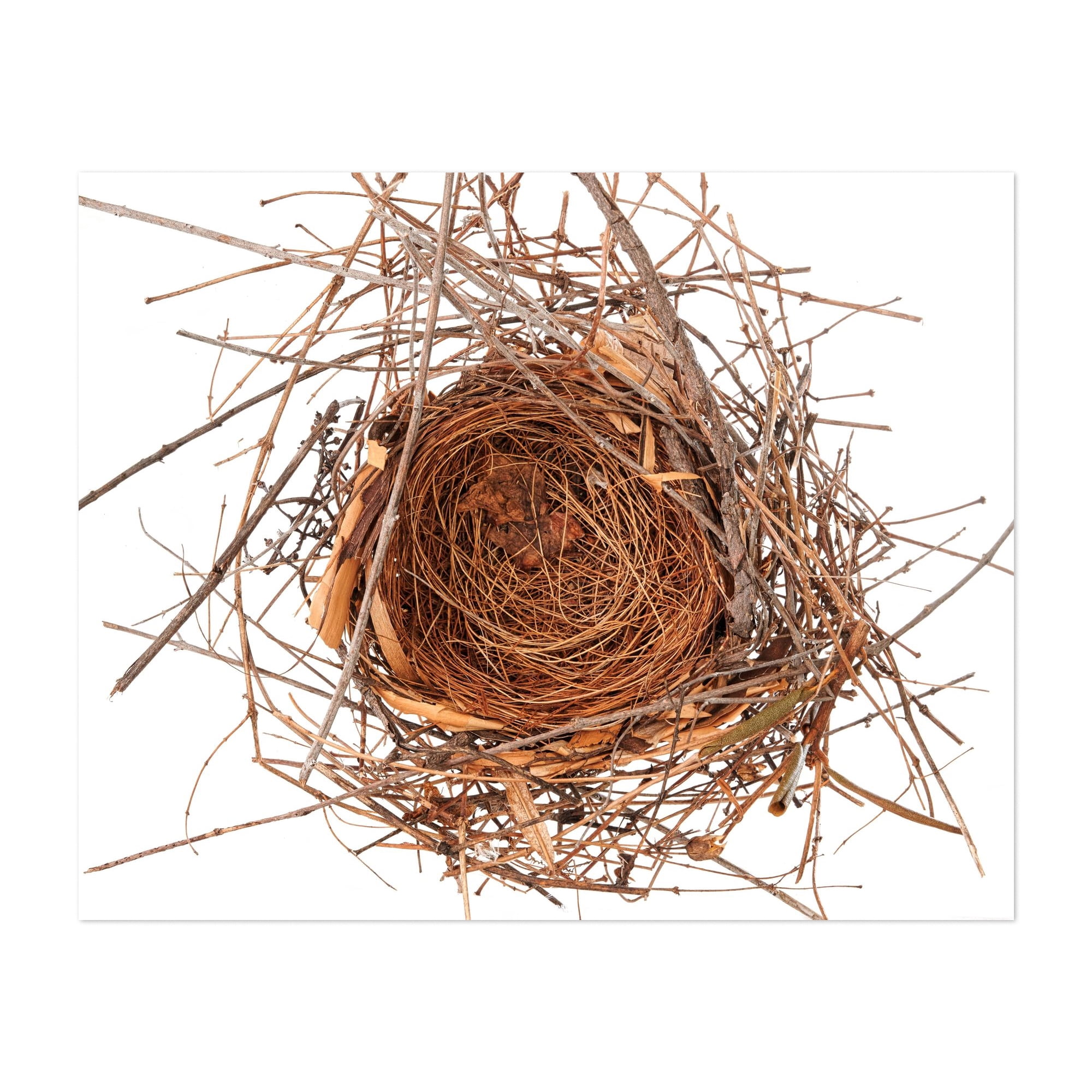 Cardinal Nest - Photography Nature Wildlife Woodland Botanical Autumn ...