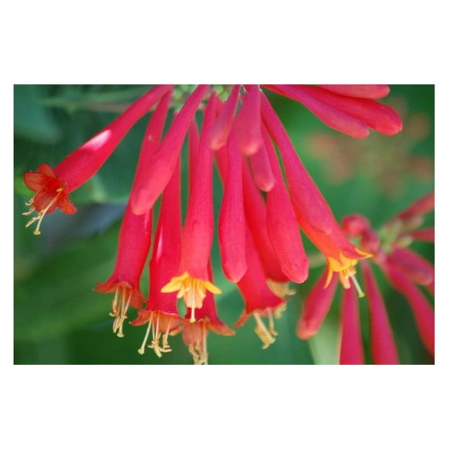 Cardinal Red Honeysuckle Vine 'Major ' Non Invasive Live Plant