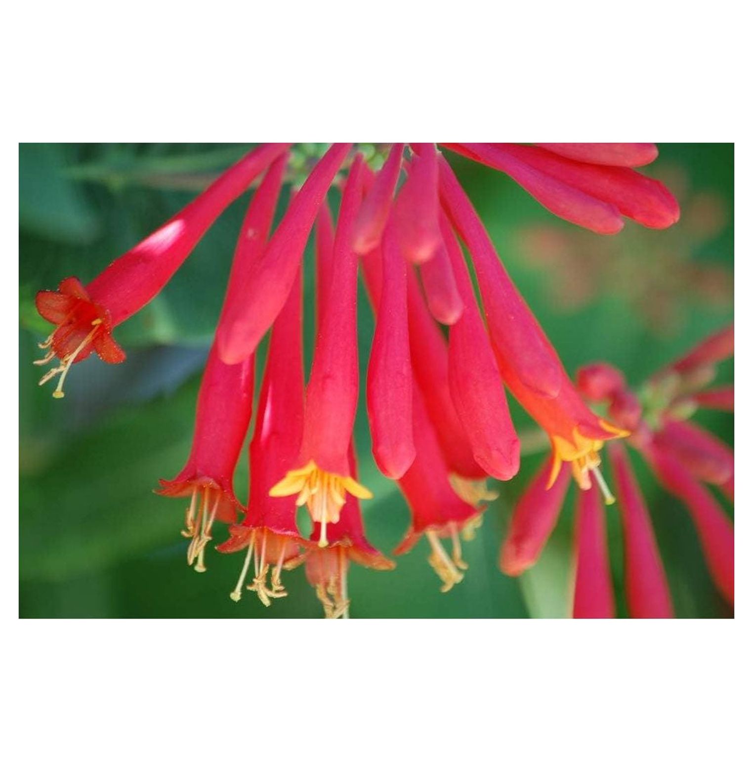 Cardinal Red Honeysuckle Vine 'Major ' Non Invasive Live Plant