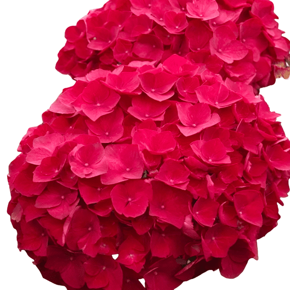 Cardinal Red Hydrangea Live Flowering Shrub, 1 Gallon Potted, Deciduous