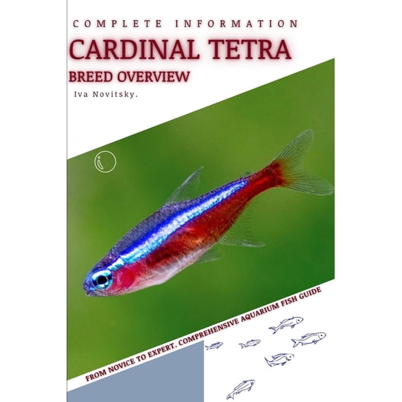 Cardinal Tetra: From Novice to Expert. Comprehensive Aquarium Fish Guide (Paperback)