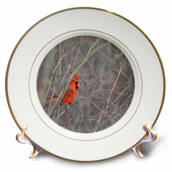 3dRose, Cardinal in the sping , 8 inch Porcelain Plate