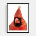thumbnail image 1 of Cardinal portrait 2 - Photography Bird Wildlife Nature Animal Portrait Scenic Minimalist Black Framed Wall Art Print 5 x 7 inches, 1 of 7