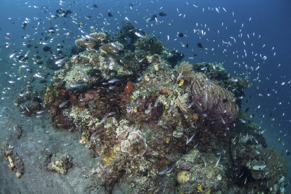 Cardinalfish surround a beautiful coral bommie in Alor Indonesia Canvas Art - Ethan DanielsStocktrek Images (18 x 12)