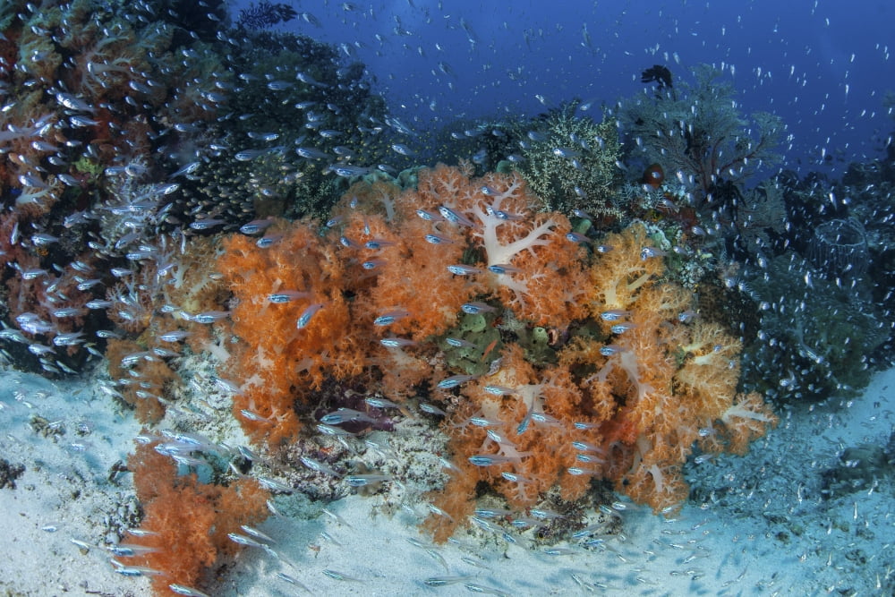 Cardinalfish surround a beautiful set of soft corals in Indonesia Canvas Art - Ethan DanielsStocktrek Images (17 x 12)