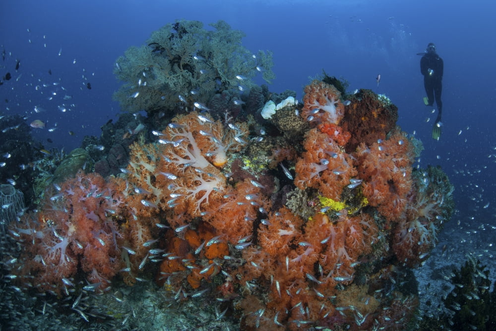 Cardinalfish surround a beautiful set of soft corals in Indonesia Canvas Art - Ethan DanielsStocktrek Images (34 x 23)