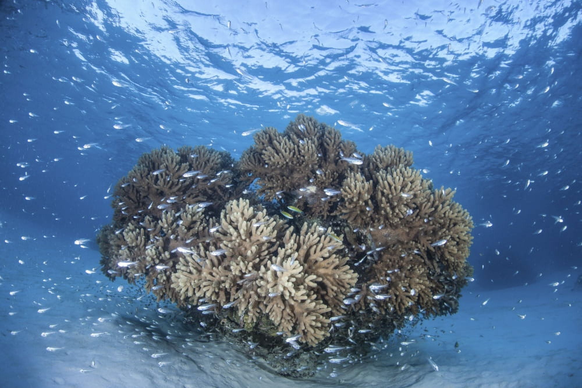Cardinalfish surround a coral bommie in a shallow lagoon Canvas Art - Ethan DanielsStocktrek Images (17 x 12)