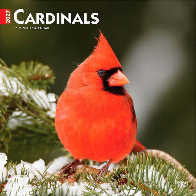 Cardinals 2027 12 X 24 Inch (Hanging) Monthly Square Wall Calendar Plastic-Free, (Paperback)
