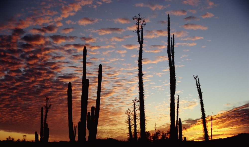 Cardon Cacti At Sunset Canvas Art - Chris Bradley Design Pics (20 x 11)