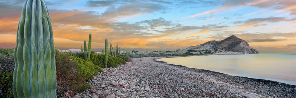 Cardon cacti line along the coast Bay of Concepcion Sea of Cortez Mulege Baja California Sur Mexico Canvas Art - Panoramic Images (36 x 12)