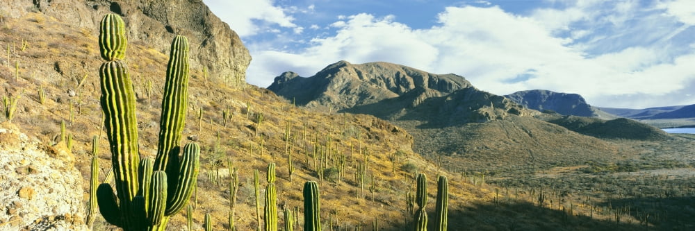 Cardon cactus (Pachycereus pringlei) forest on a hillside Playa Balandra La Paz Baja California Sur Mexico Canvas Art - Panoramic Images (27 x 9)