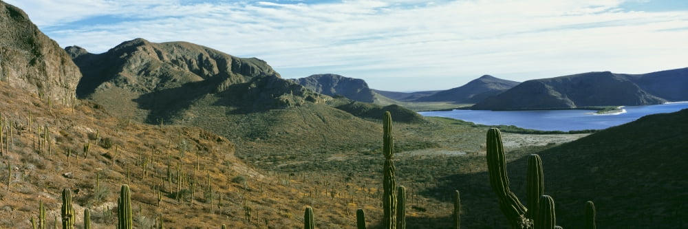 Cardon cactus (Pachycereus pringlei) forest on a hillside Playa Balandra La Paz Baja California Sur Mexico Canvas Art - Panoramic Images (36 x 12)