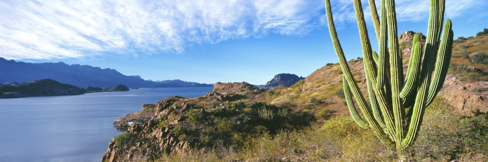 Cardon cactus (Pachycereus pringlei) on hillside at coast Punta El Puertecito Islands of Loreto Loreto Bay National Marine Park Baja California Sur Mexico Canvas Art - Panoramic Images (36 x 12)