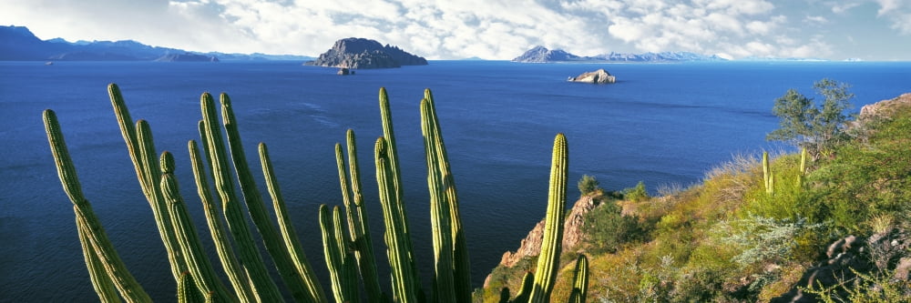 Cardon cactus (Pachycereus pringlei) on hillside at coast Punta El Puertecito Islands of Loreto Loreto Bay National Marine Park Baja California Sur Mexico Canvas Art - Panoramic Images (36 x 12)