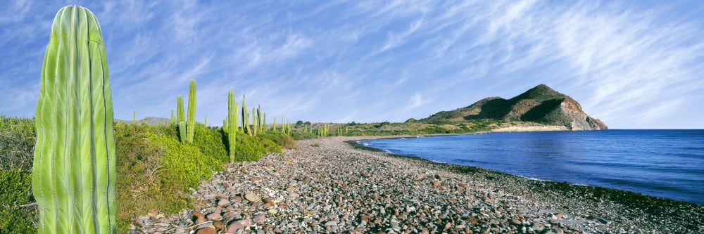 Cardon cactus (Pachycereus pringlei) lines the rim of a small inlet Sea of Cortez Mulege Baja California Sur Mexico Canvas Art - Panoramic Images (27 x 9)