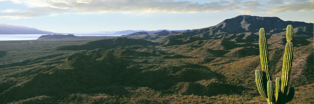 Cardon cactus (Pachycereus pringlei) with mountain Bay of Conception Sea of Cortez Mulege Baja California Sur Mexico Canvas Art - Panoramic Images (27 x 9)
