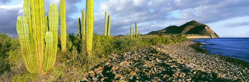 Cardon cactus (Pachycereus pringlei) on the coast Sea of Cortez Mulege Baja California Mexico Canvas Art - Panoramic Images (36 x 12)