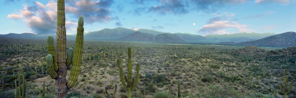 Cardon cactus in Forest just north of Mulege Baja California Sur Mexico Canvas Art - Panoramic Images (36 x 12)