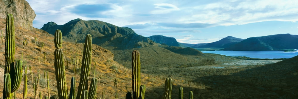 Cardon cactus plants at hillside Balandra Beach La Paz Baja California Sur Mexico Canvas Art - Panoramic Images (36 x 12)