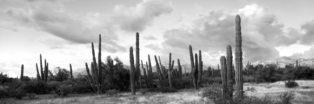 Cardon cactus plants in a forest Loreto Baja California Sur Mexico Canvas Art - Panoramic Images (12 x 36)