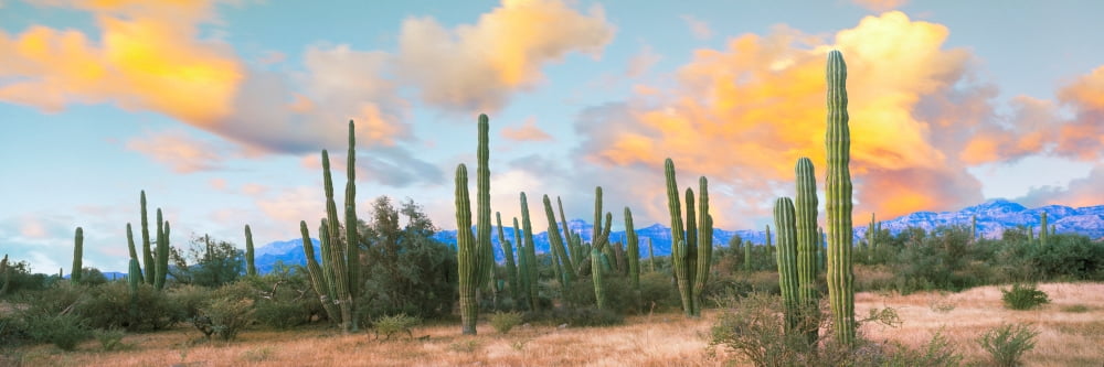 Cardon cactus plants in a forest Loreto Baja California Sur Mexico Canvas Art - Panoramic Images (27 x 9)