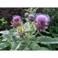 Cardoon Plant - 4
