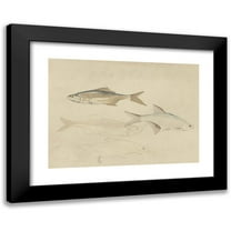 Carel Adolph Lion Cachet 14x11 Black Modern Framed Museum Art Print Titled - Four Barbels (1874)