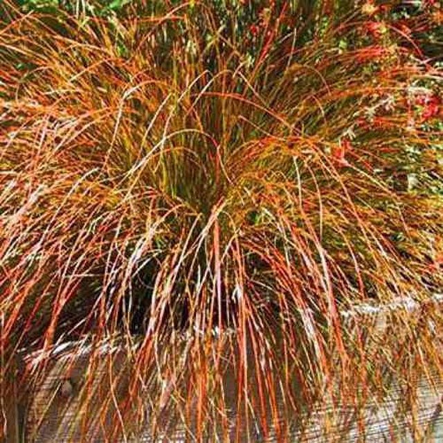 Seege Carex Seed - Orange Sedge Ornamental Grass Seeds - 400 Seeds - Walmart.com
