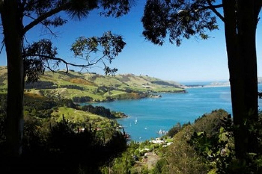 Careys Bay Otago Harbour South Island New Zealand Canvas Art - David Wall DanitaDelimont (24 x 15)