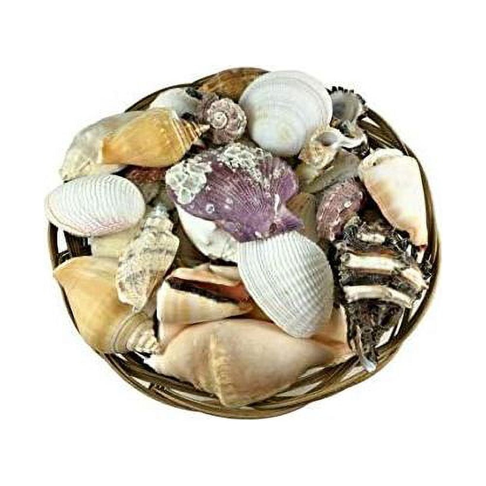 Carga De Olokun| Olokun Shell Basket| Yemaya Seashell Basket - Walmart.com