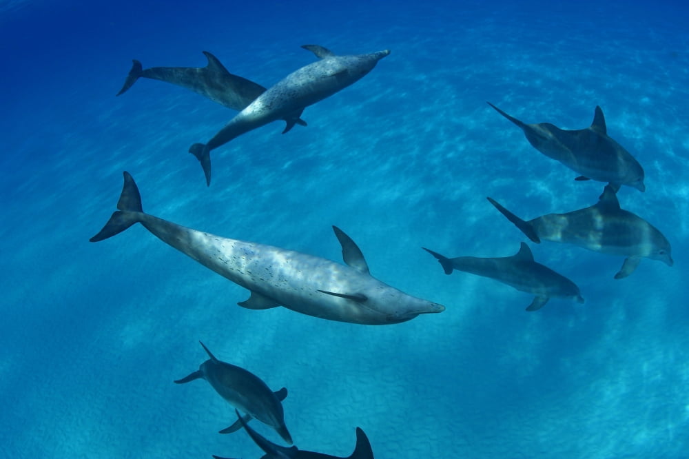 Caribbean Bahamas Bahama Bank Atlantic Bottlenose Dolphin Interact With Atlantic Spotted Dolphin Canvas Art - Dave Fleetham Design Pics (18 x 12)