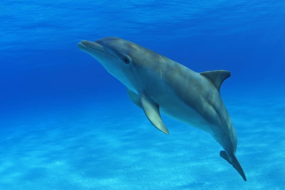 Caribbean Bahamas Bahama Bank Atlantic Bottlenose Dolphin Tursiops Truncatus Canvas Art - Dave Fleetham Design Pics (18 x 12)