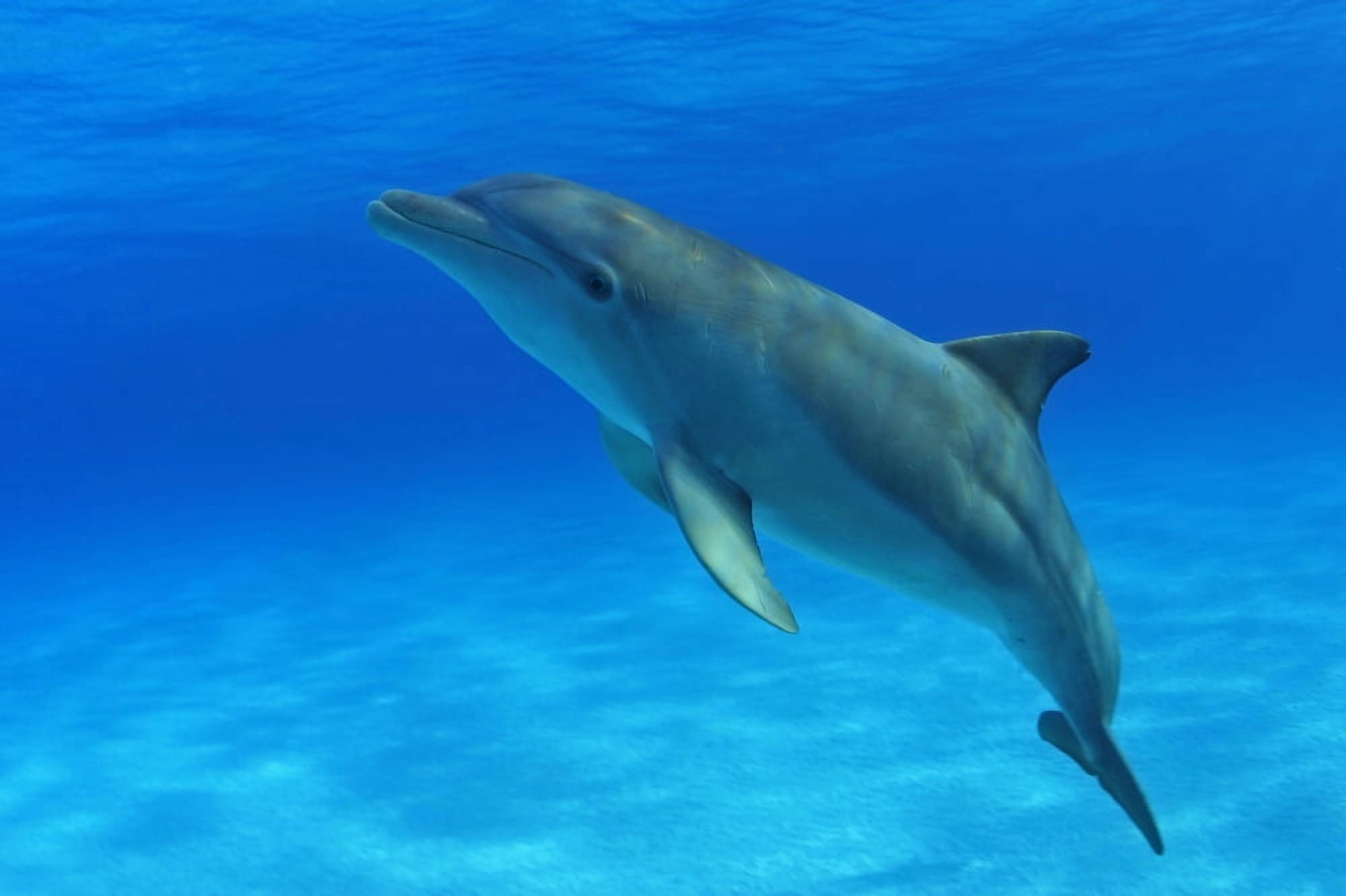 Caribbean Bahamas Bahama Bank Atlantic Bottlenose Dolphin Tursiops Truncatus Canvas Art - Dave Fleetham Design Pics (36 x 24)