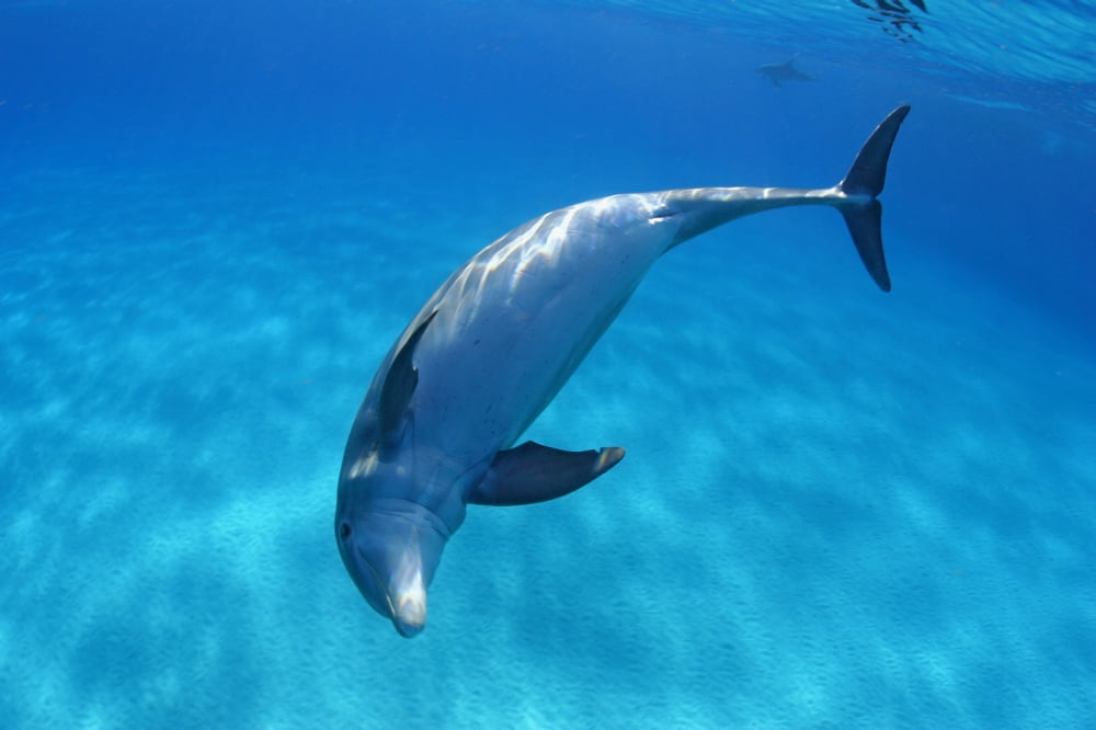 Caribbean Bahamas Bahama Bank Atlantic Bottlenose Dolphin Tursiops Truncatus Canvas Art - Dave Fleetham Design Pics (36 x 24)