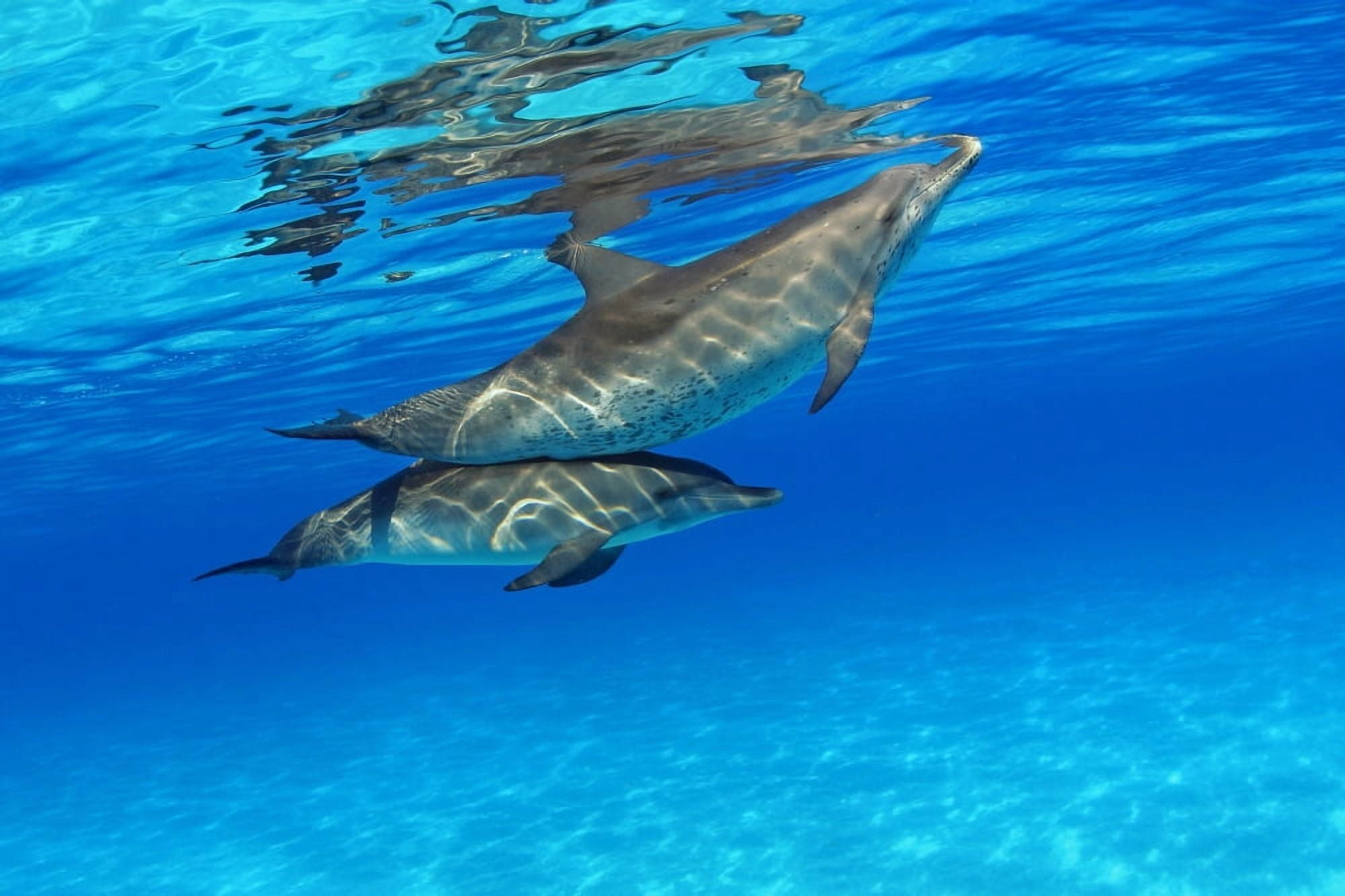 Caribbean Bahamas Bahama Bank Two Atlantic Spotted Dolphin Stenella Plagiodon Canvas Art - Dave Fleetham Design Pics (18 x 12)