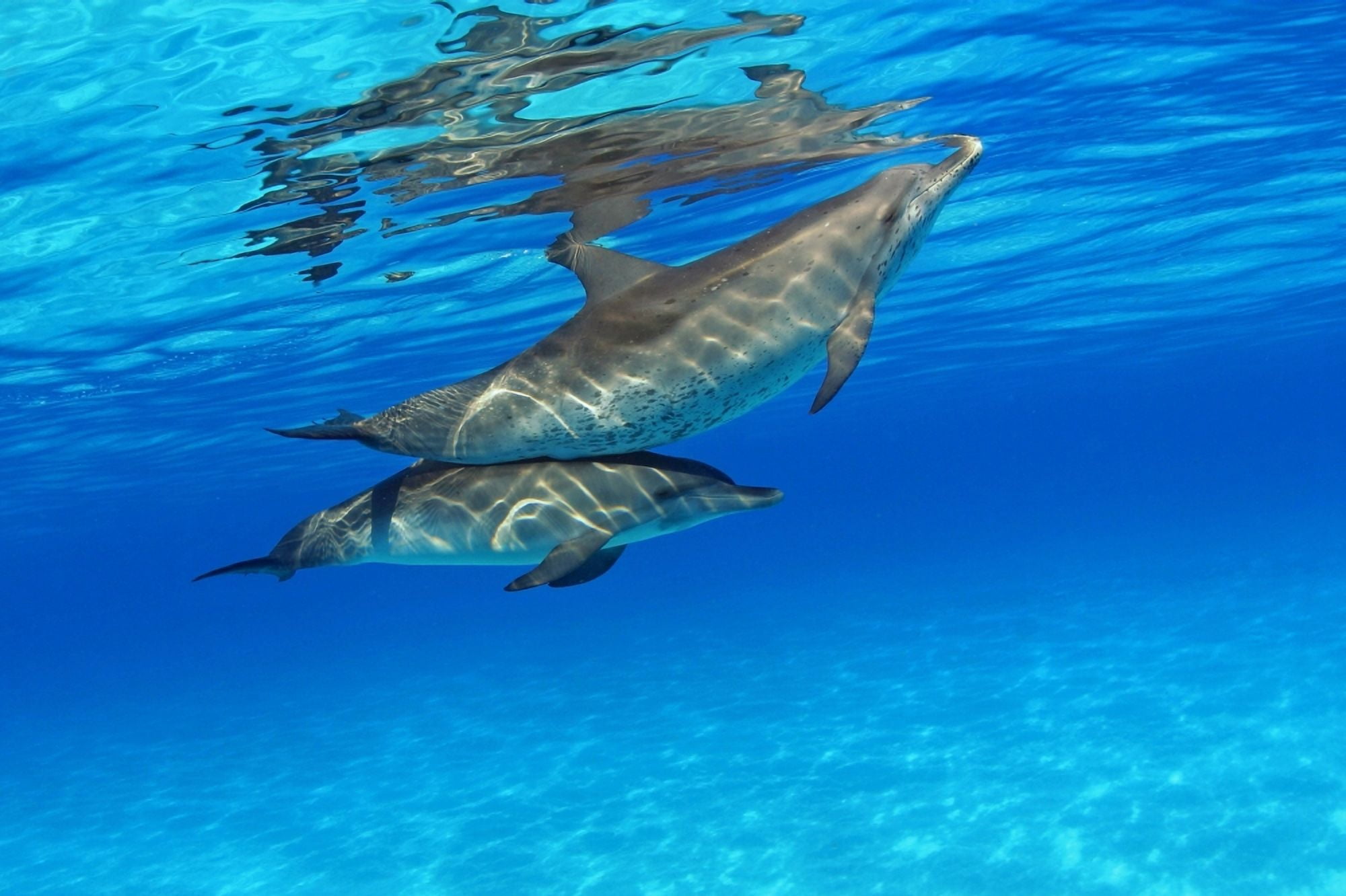 Caribbean Bahamas Bahama Bank Two Atlantic Spotted Dolphin Stenella Plagiodon Canvas Art - Dave Fleetham Design Pics (36 x 24)