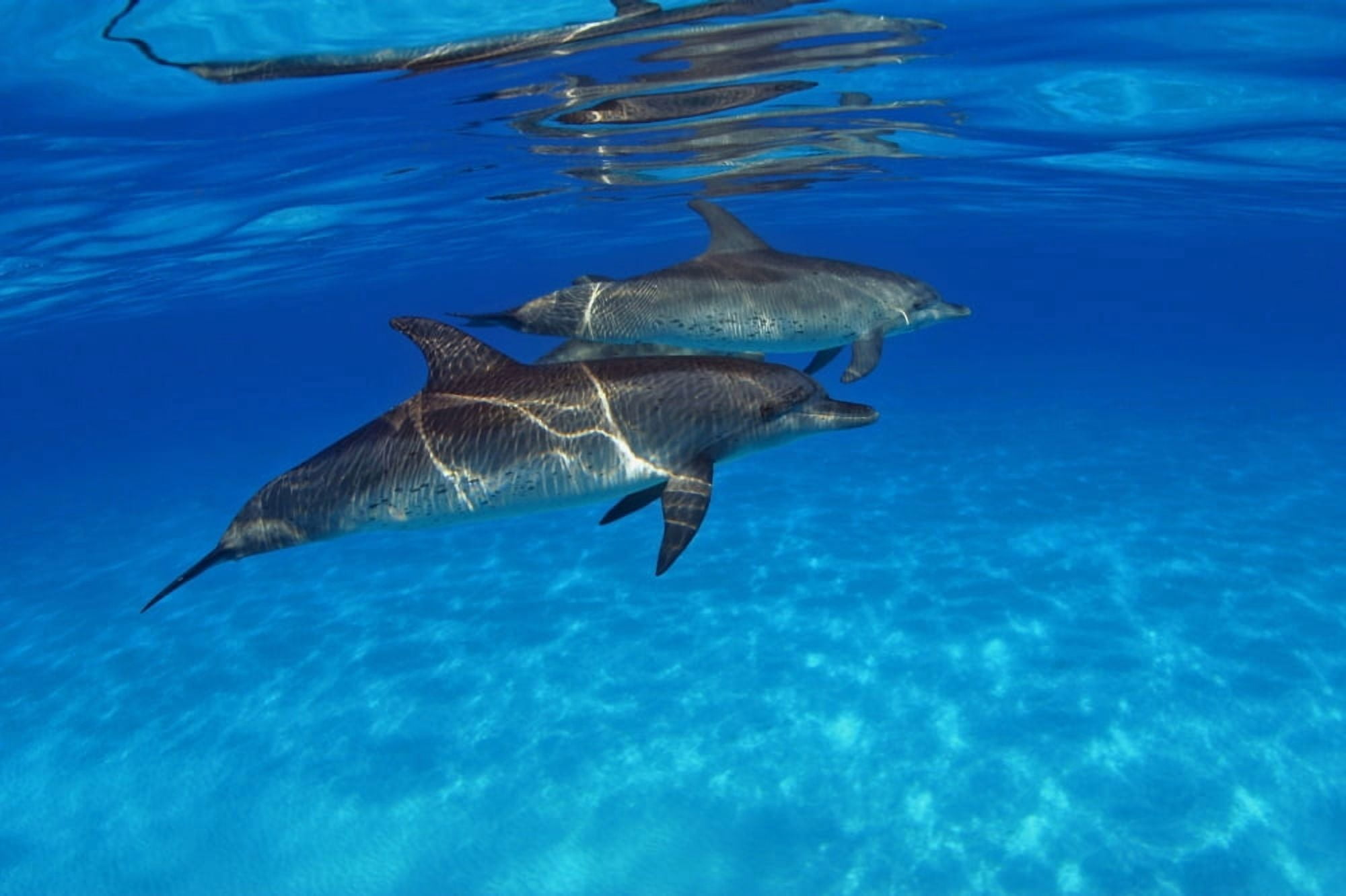 Caribbean Bahamas Bahama Bank Two Atlantic Spotted Dolphin Stenella Plagiodon Canvas Art - Dave Fleetham Design Pics (36 x 24)