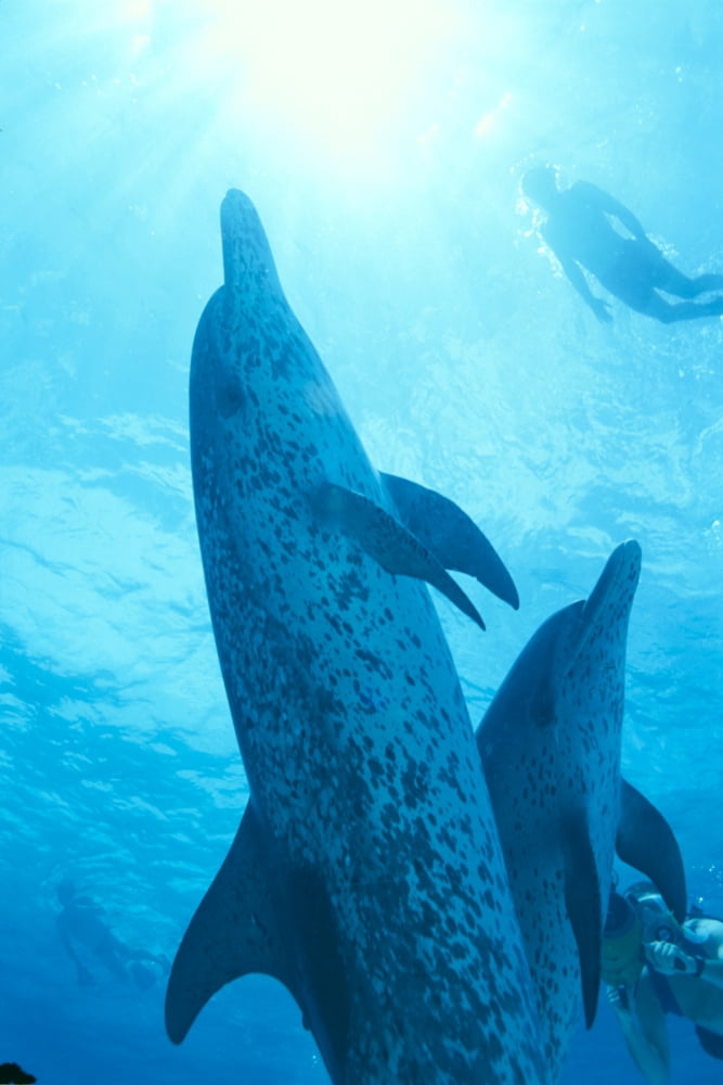 Caribbean Bahamas Close-Up Of Pair Spotted Dolphins Sunburst (Stenella Plagiodon) Snorkeler Canvas Art - Ed Robinson Design Pics (24 x 38)