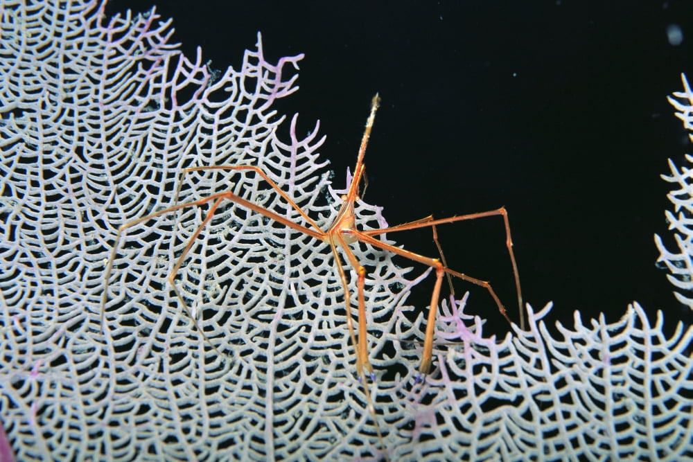 Caribbean Bahamas Close-Up Of Spider Crab On White Textured Background Against Black Canvas Art - Ed Robinson Design Pics (19 x 12)