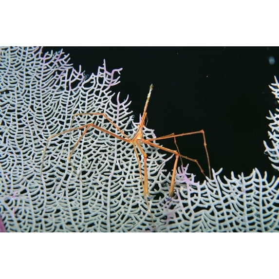 Caribbean Bahamas Close-Up Of Spider Crab On White Textured Background Against Black Poster Print