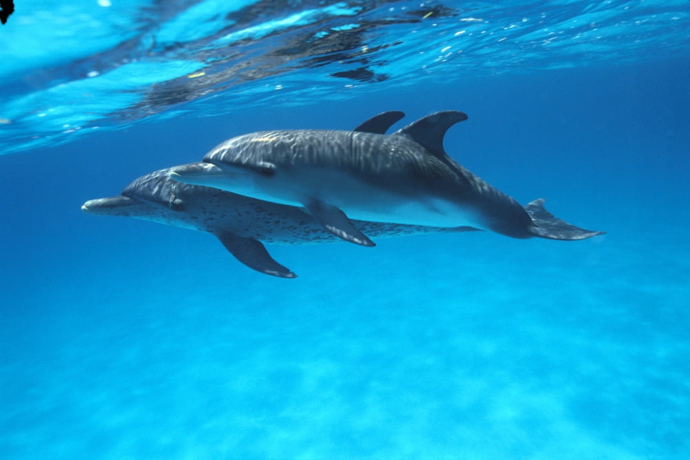 Caribbean Bahamas Pair Of Spotted Dolphins Underwater Near Surface Reflections (Stenella Plagidon) C1985 Canvas Art - Ed Robinson Design Pics (19 x 12)
