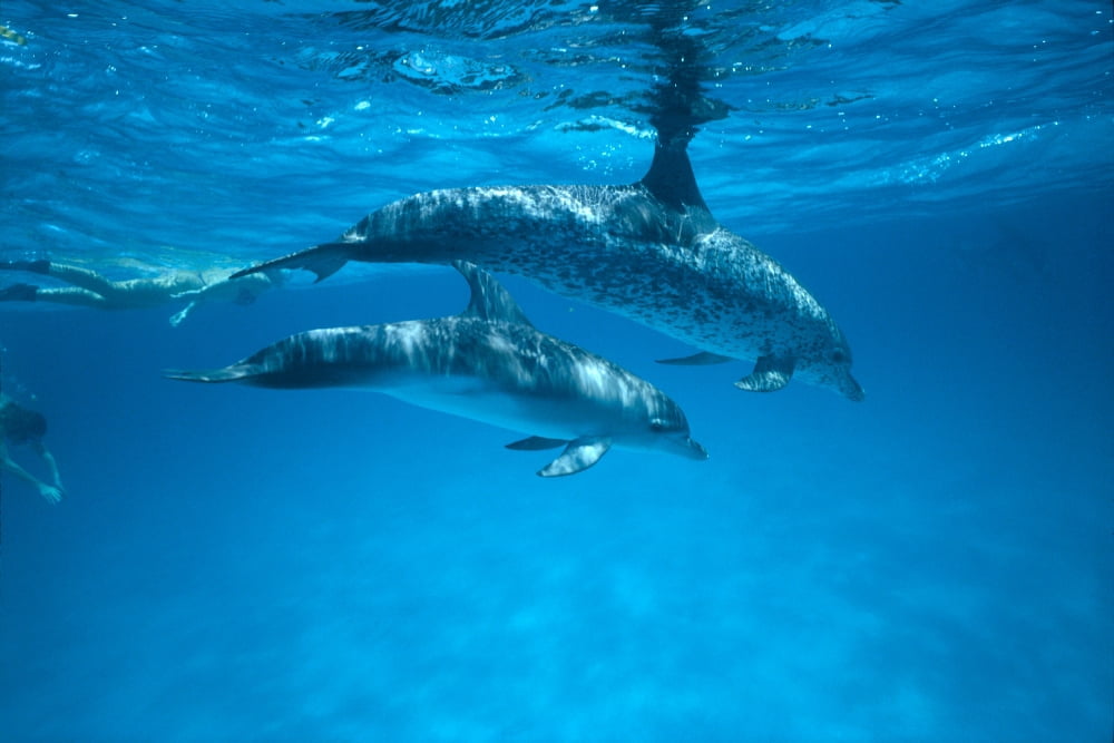 Caribbean Bahamas Spotted Dolphins Pair Near Surface With Reflections (Stenella Plagiodon) Canvas Art - Ed Robinson Design Pics (19 x 12)