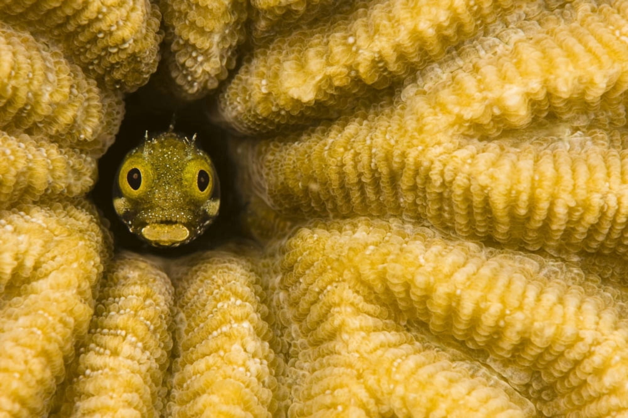 Caribbean Blenny Fish Looking Out From Reef Bonaire Canvas Art - Dave Fleetham Design Pics (34 x 22)