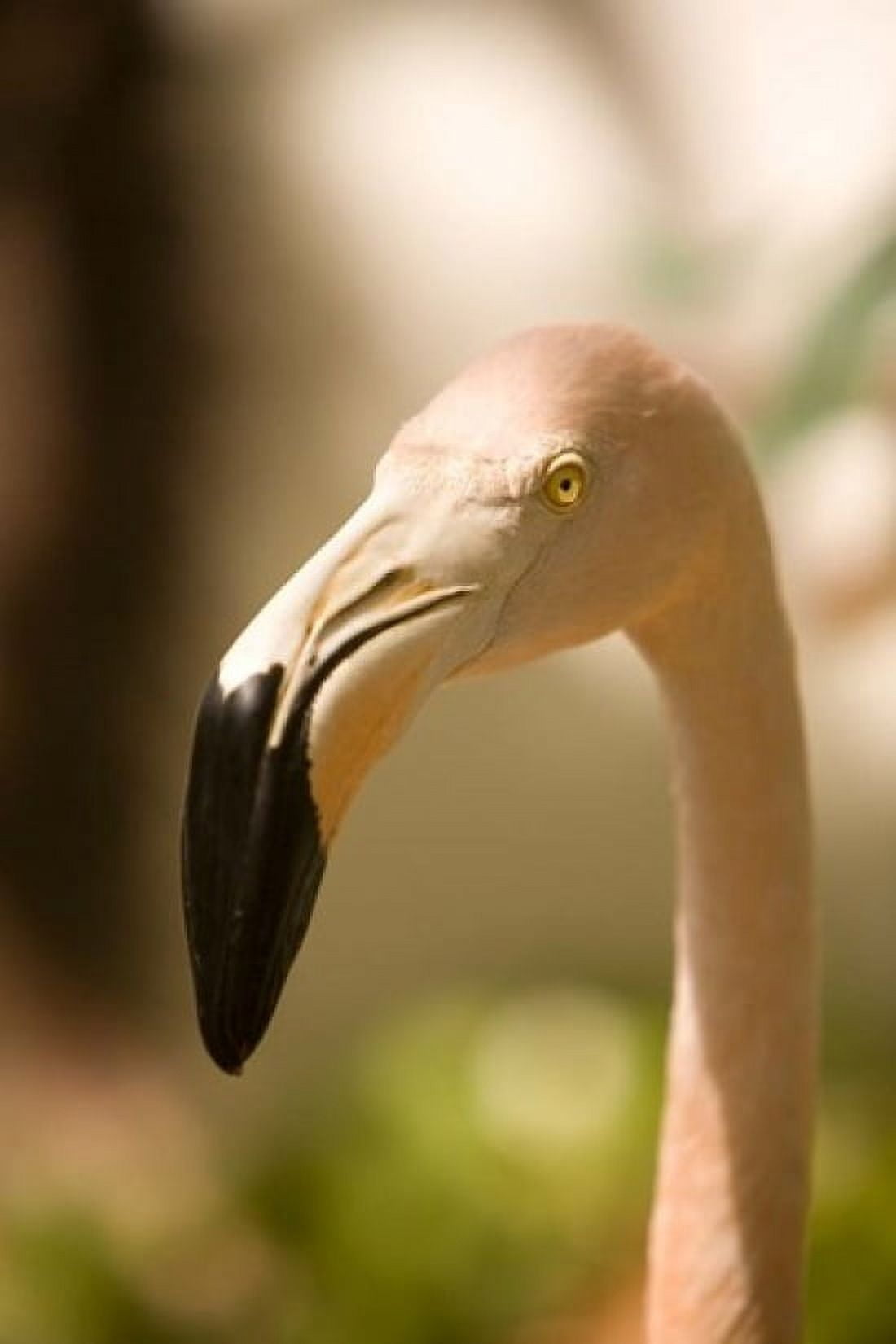 Caribbean Bonaire Flamingos tropical bird Canvas Art - John & Lisa Merrill DanitaDelimont (11 x 17)