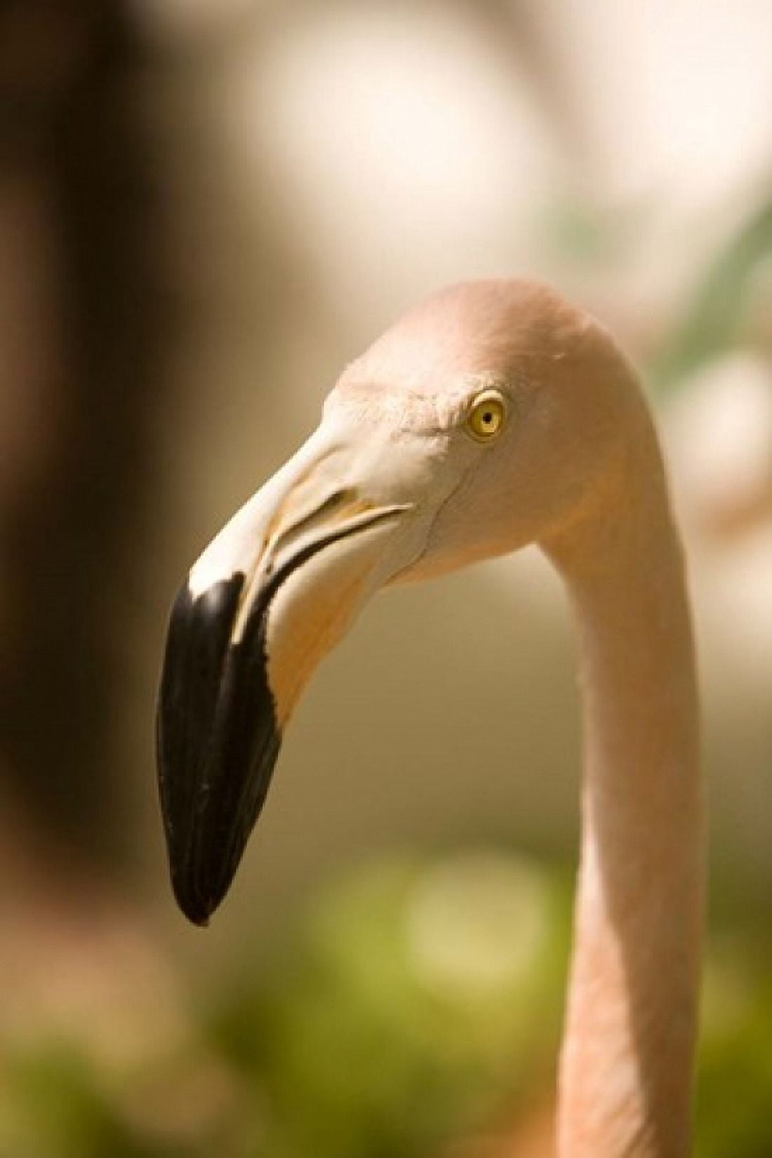 Caribbean Bonaire Flamingos tropical bird Canvas Art - John & Lisa Merrill DanitaDelimont (23 x 35)