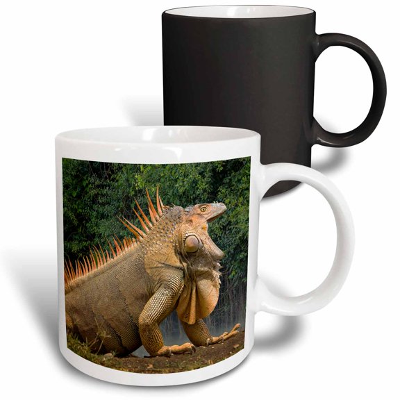 3drose, Caribbean, Costa Rica. Profile of Green Iguana., 11oz Magic Transforming Mug